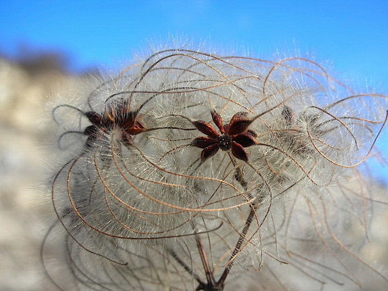 Semi sconosciuti - Clematis sp.